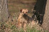 BORDER TERRIER 103